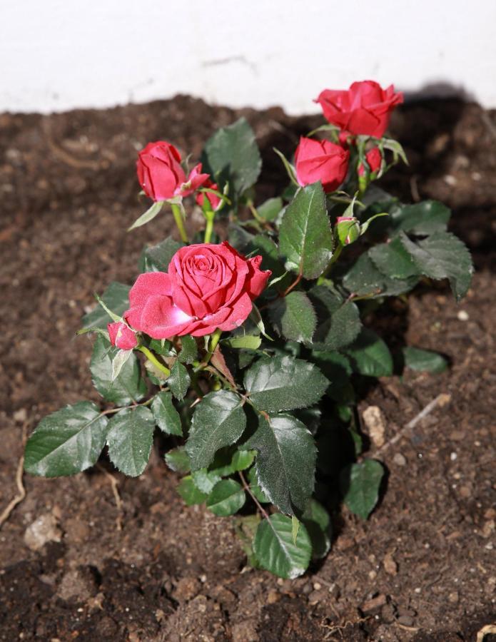B&B La La Rose Piedimonte San Germano ภายนอก รูปภาพ